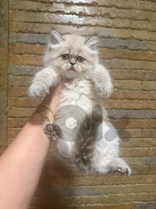 himalayan