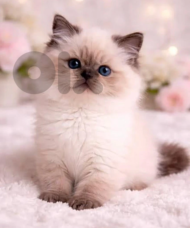 himalayan