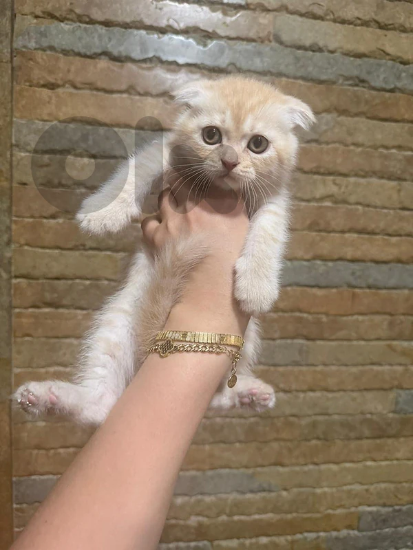 scottish fold boy