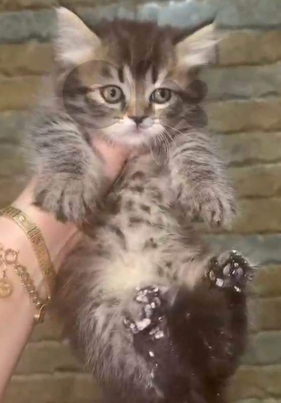 persian brown bicolor