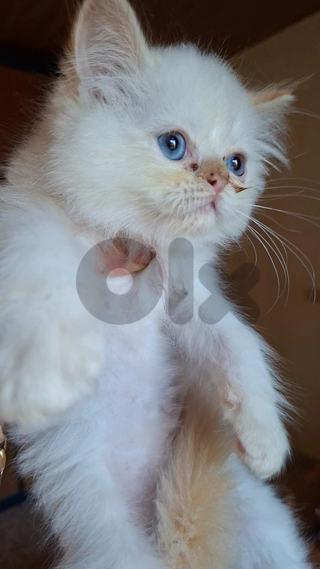 kittens Available