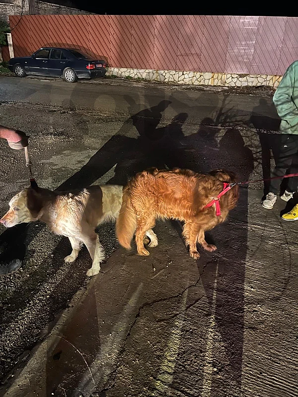 golden retriever