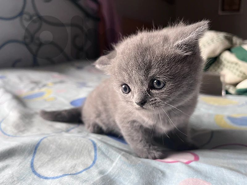 cat for sale