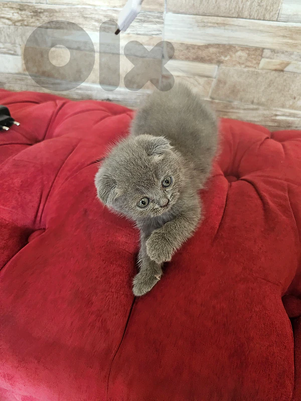 قطة Scottish Fold أنثى شهرين رمادي أذان مطبقة عاليه