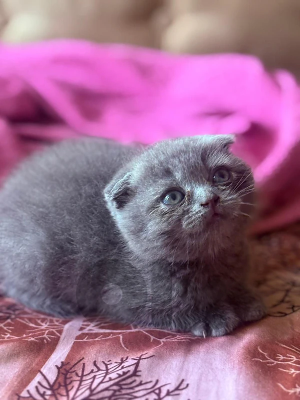قطة Scottish Fold أنثى شهرين ونصف رمادي أذان مطوية الأم والأب موجودين