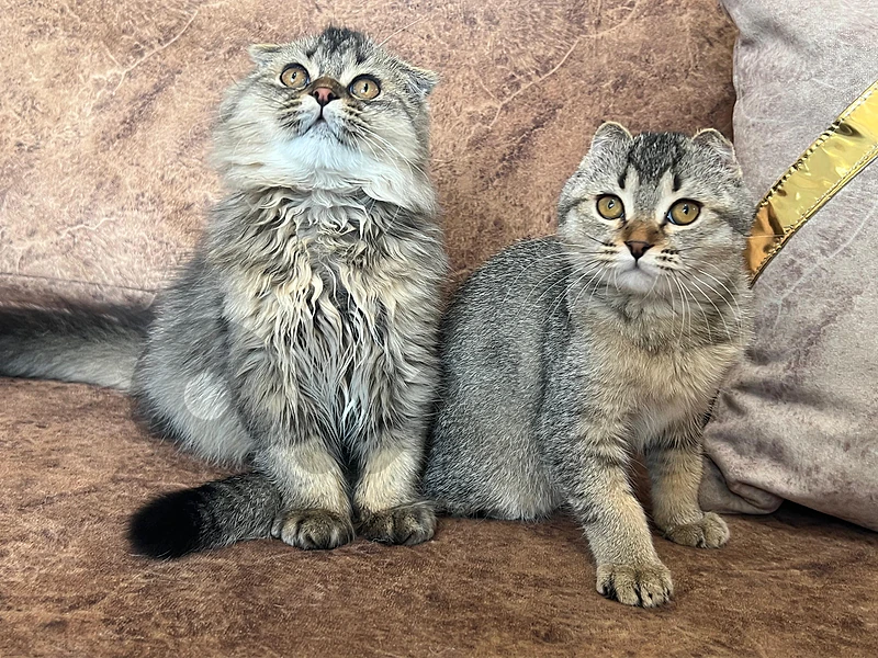 Scottish Fold Kitten 3 months