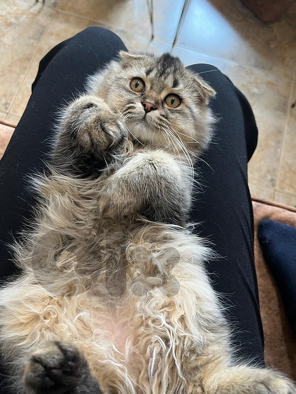 Golden Black Scottish Fold Kitten 3 months