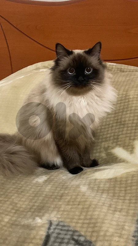 Himalayan X Siamese