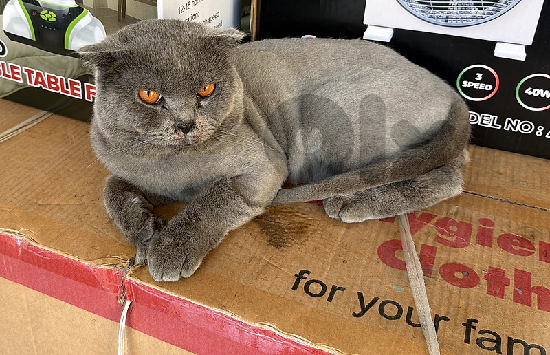 found a lost scottish fold male cornish el mazraa beirut