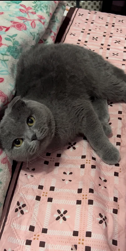 scotish fold for adoption