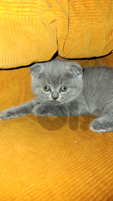 Purest and cutest Scottish fold kitten HIGHEST QUALITY