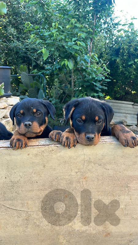 rottweiler