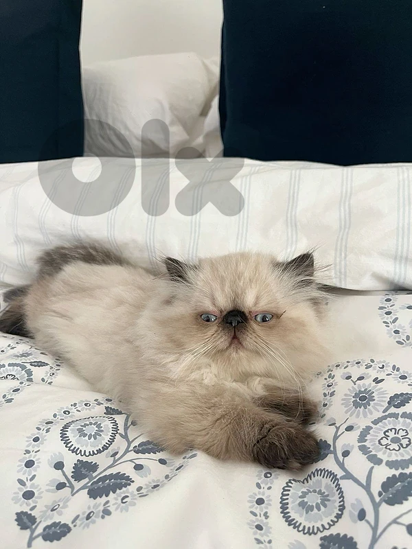 Persian exotic available