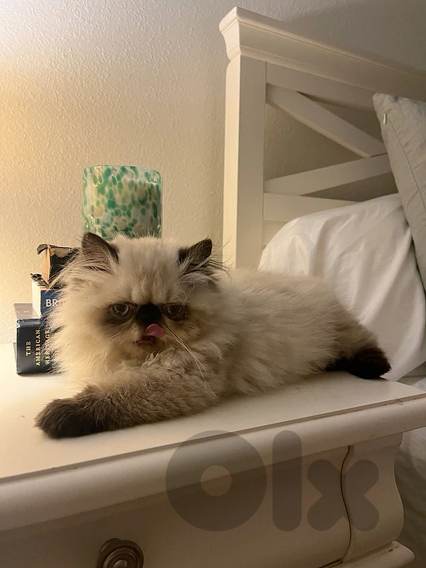 Persian exotic available