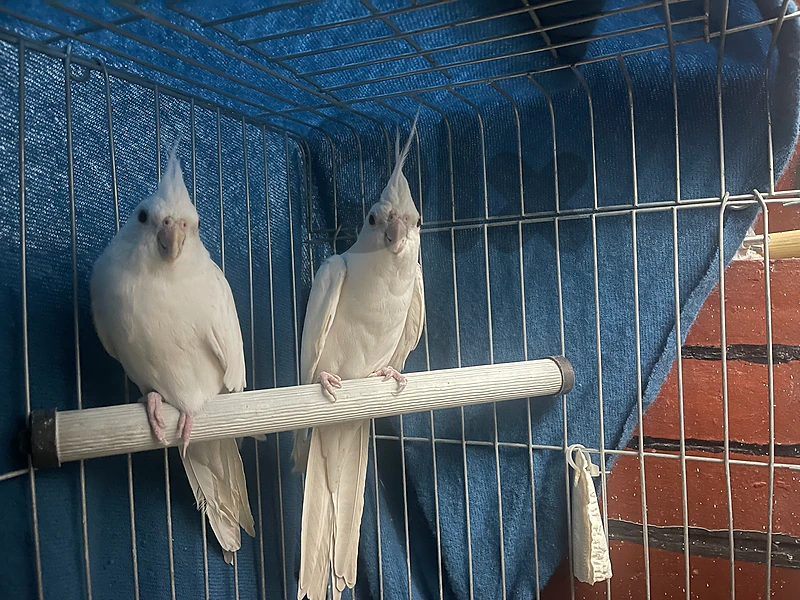 cocktail albino couples جوز كروان البينو