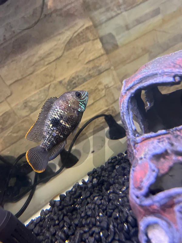 Green Terror&Oscar fish