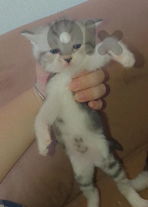 Cats for adoption