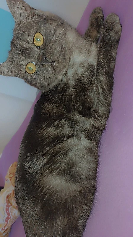Cats for adoption