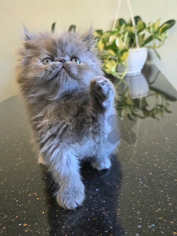 persian kitten