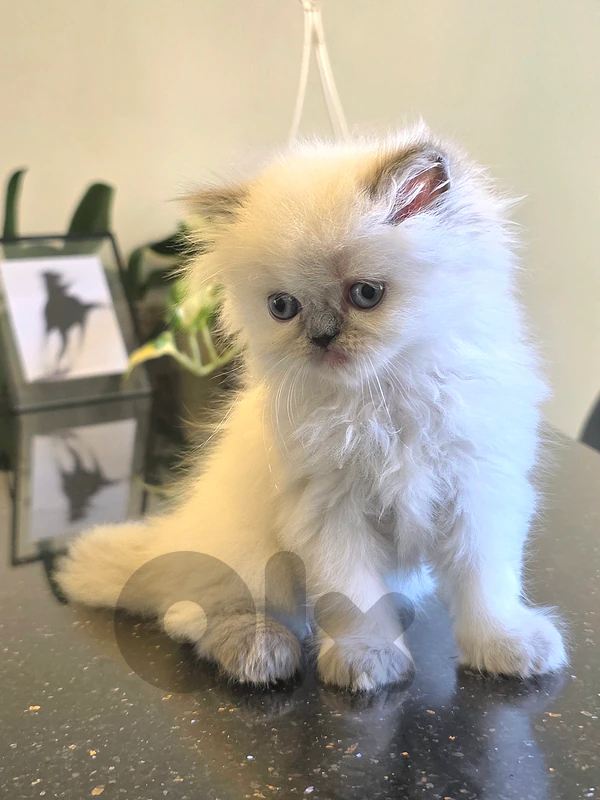 persian kitten