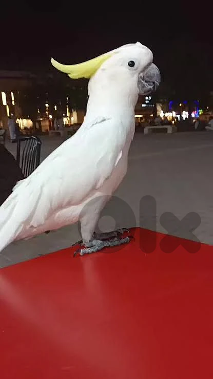 مطلوب شريك برأس مال لمؤسسة petshop