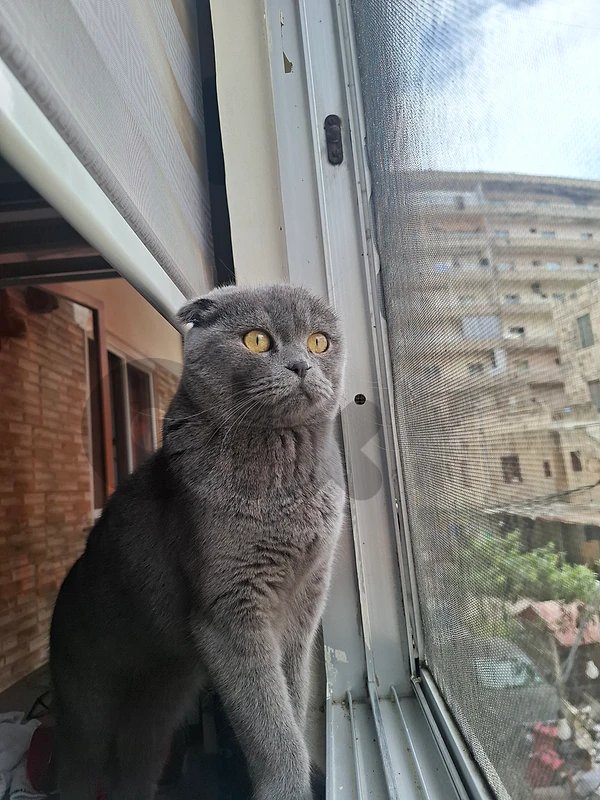 scottish fold