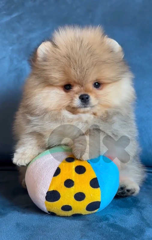 Teacup Pomeranian puppy imported AVAILABLE