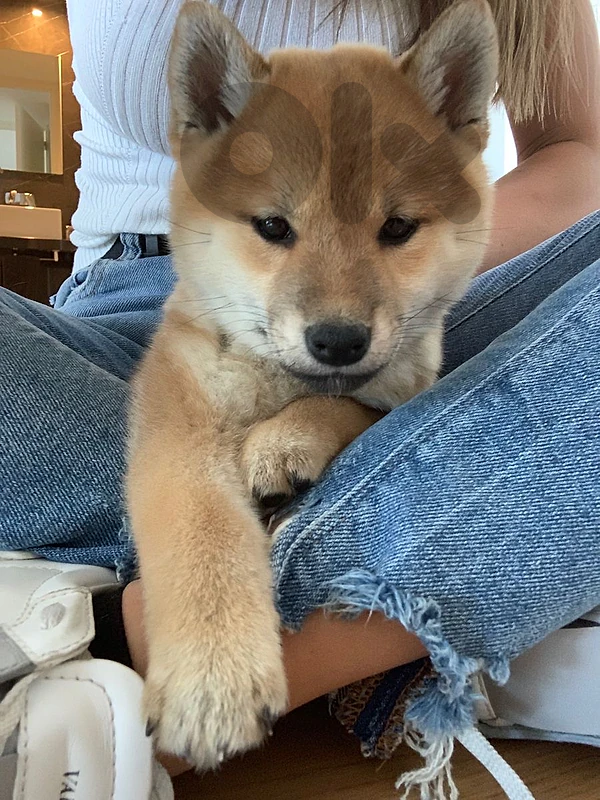 Shiba Inu puppies IMPORTED AVAILABLE