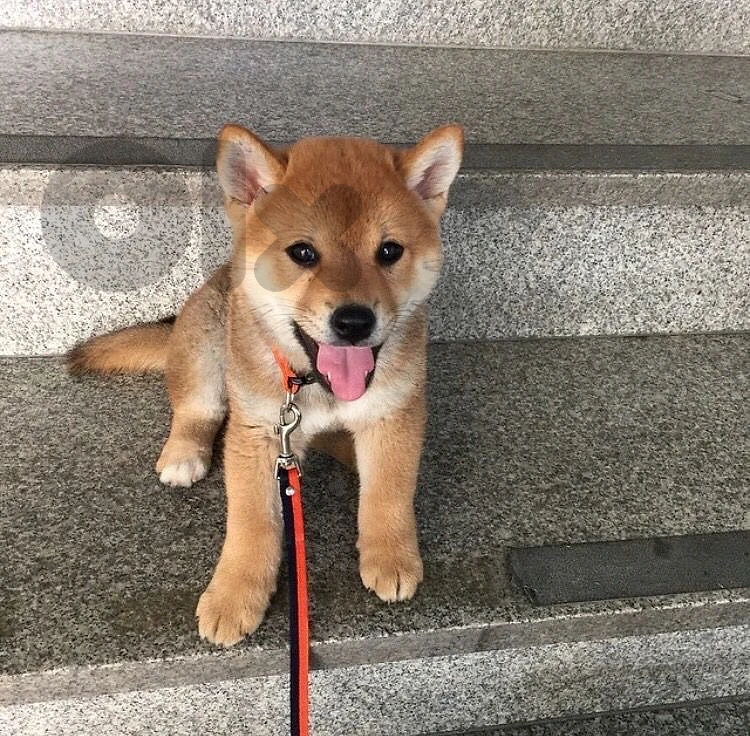 Imported SHIBA INU cute puppy available