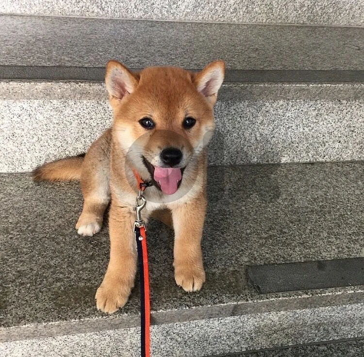 Imported SHIBA INU cute puppy available