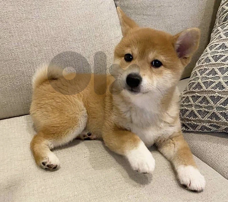 Adorable Shiba Inu Puppy AVAILABLE IMPORTED