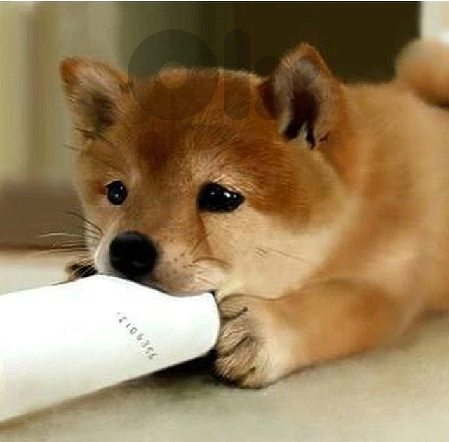 Adorable SHIBA INU puppy available