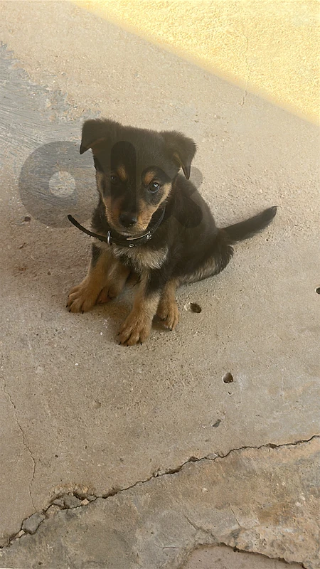 rotweiler puppy
