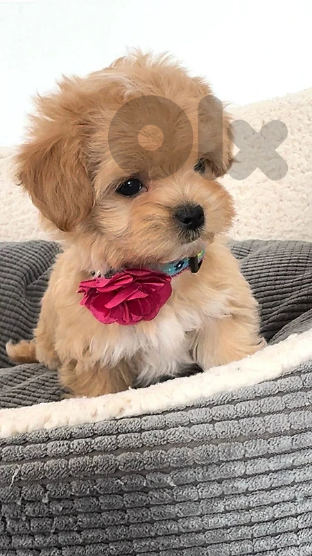 Adorable Premium Maltipoo Puppy Available Now! 🐶