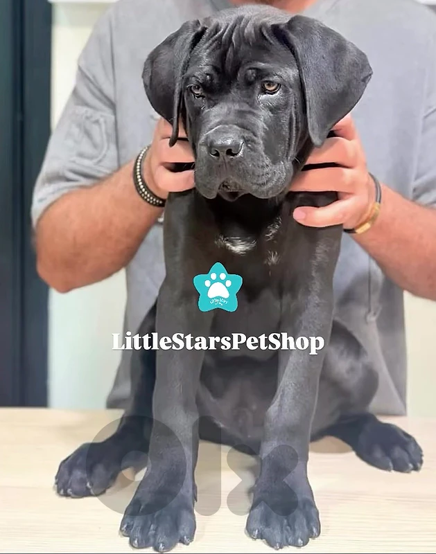 Majestic Cane Corso imported AVAILABLE in store