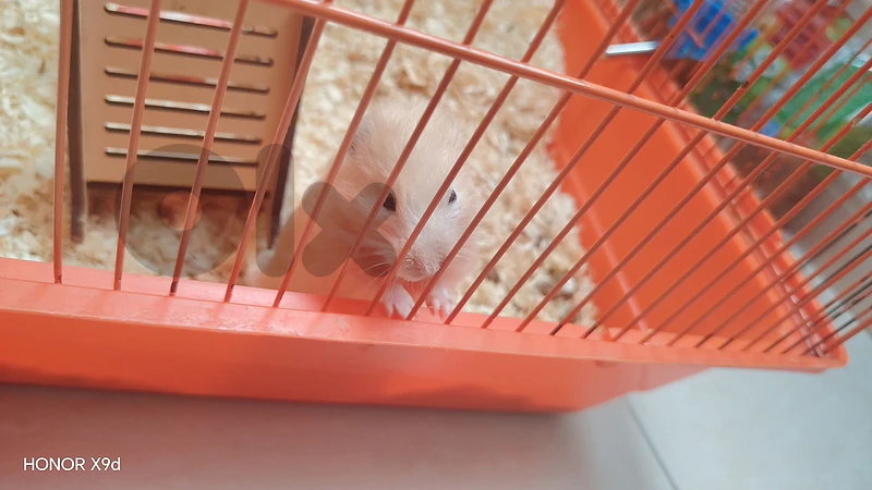 Golden Hamster