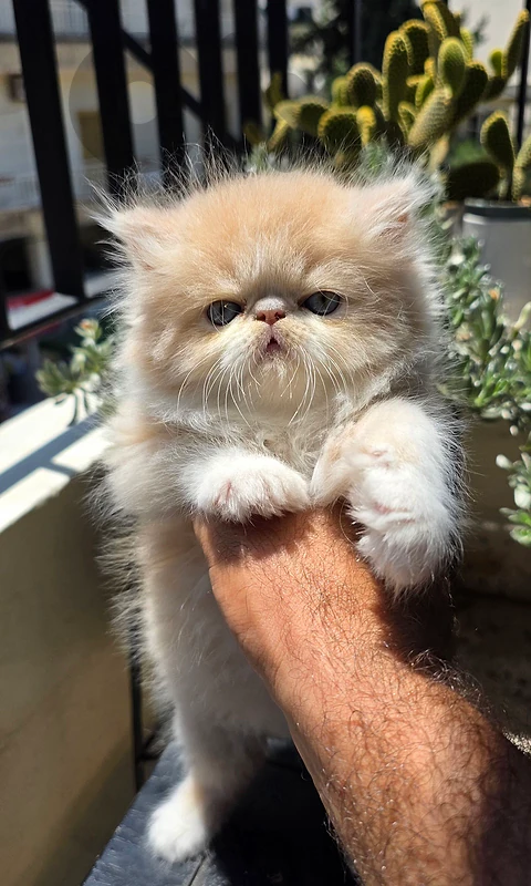 persian cats, only 2 left!