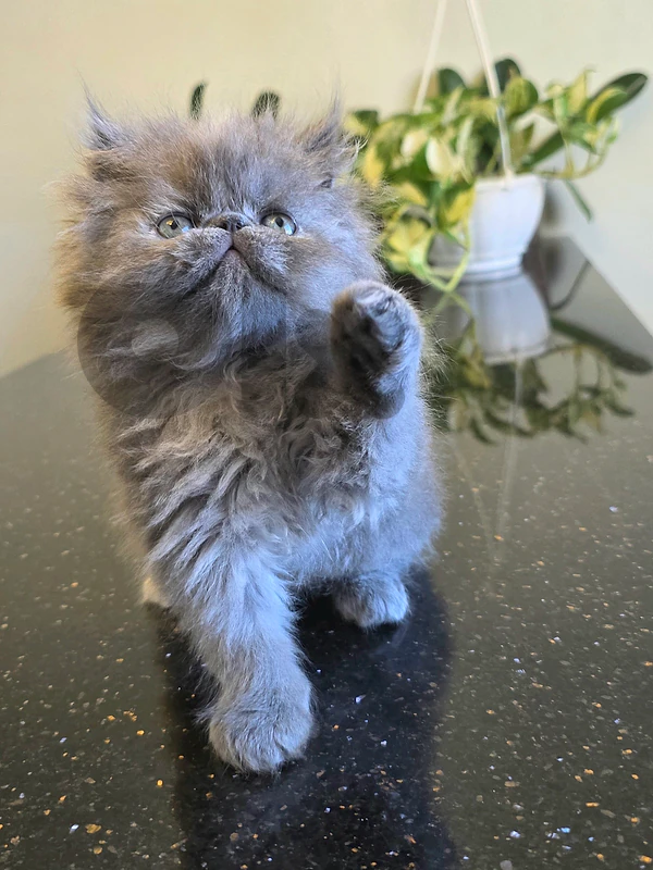 persian kitten