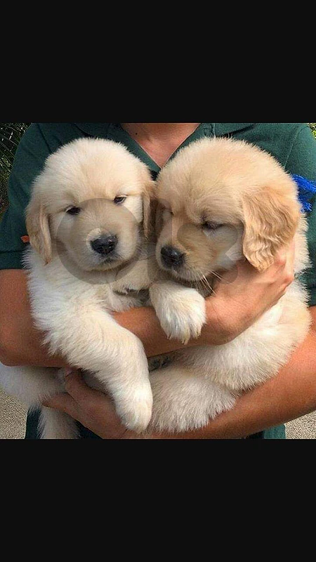 Golden retriever