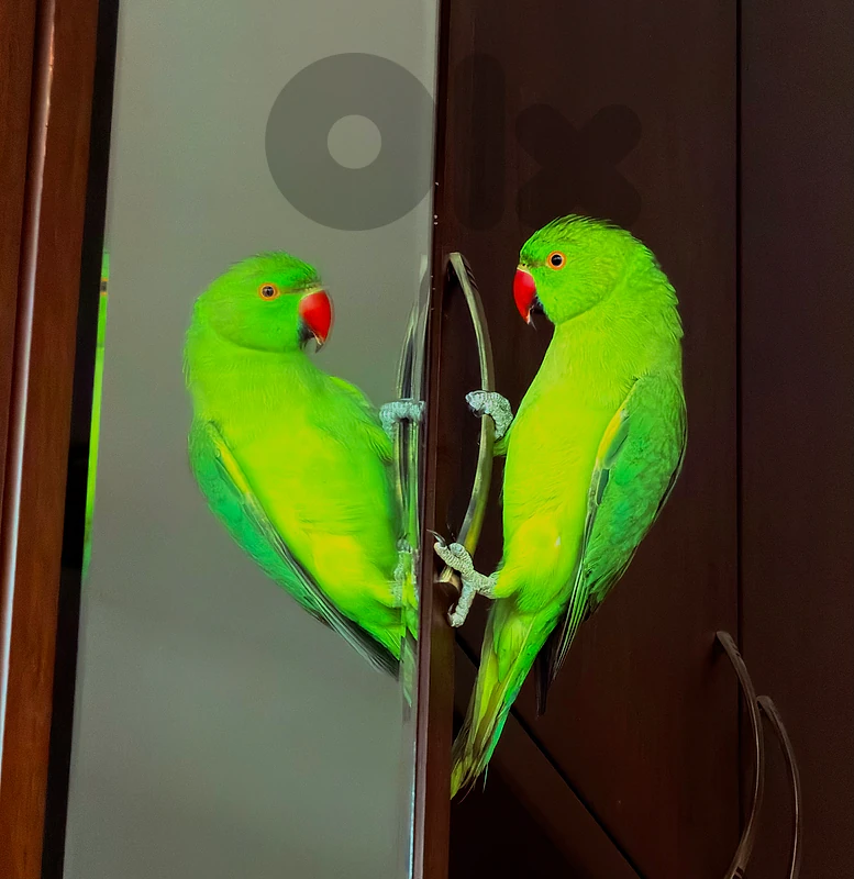ببغاء درة هندي ذكر.  Male Indian ringneck parrot