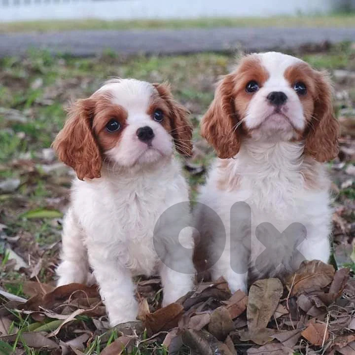 cavalier King Charles