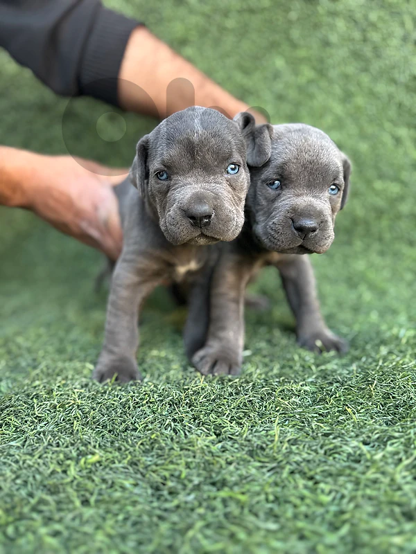 Cane Corso puppies, gray-blue, blue eyes