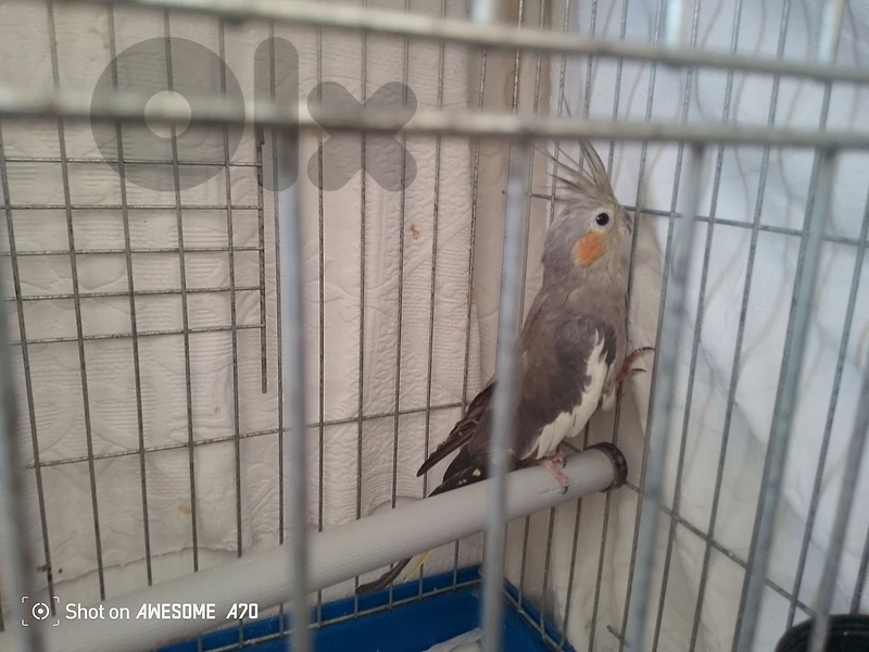 Cockatiel Bird for Sale, طائر كوكاتيل للبيع