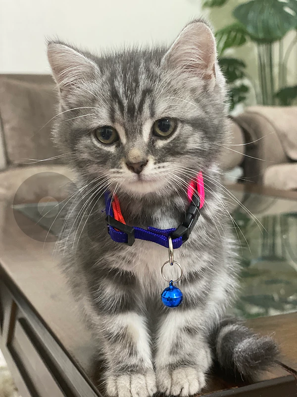 cat mila