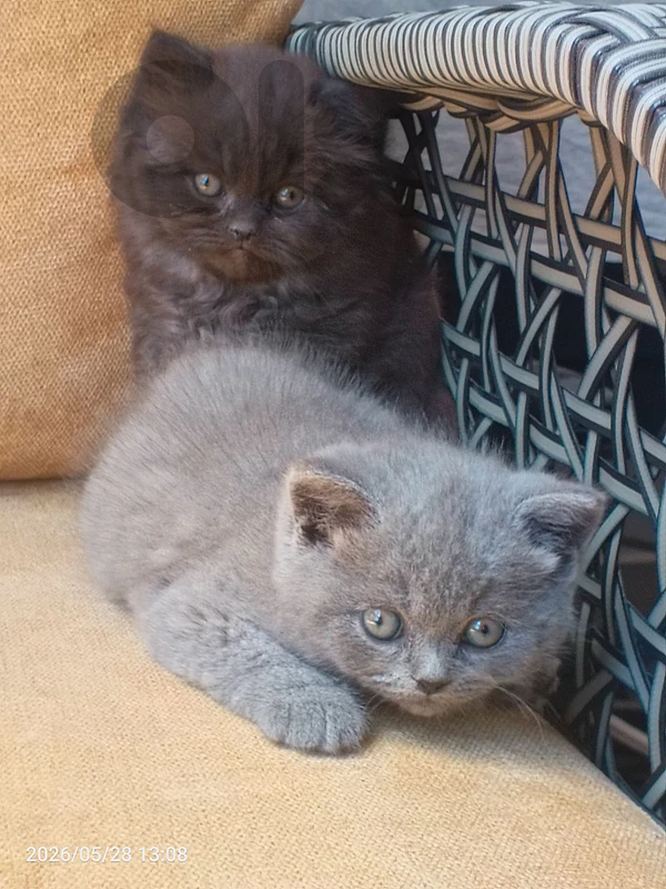 British