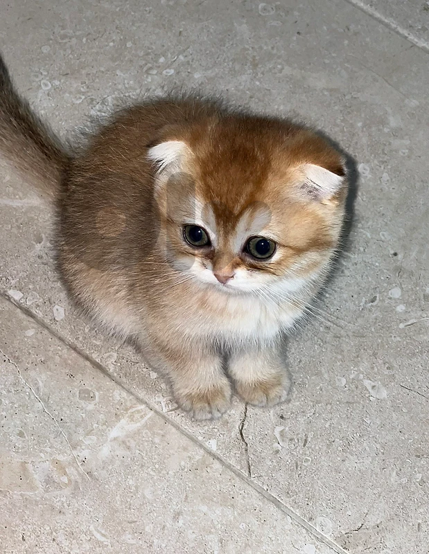 Golden Chinchilla