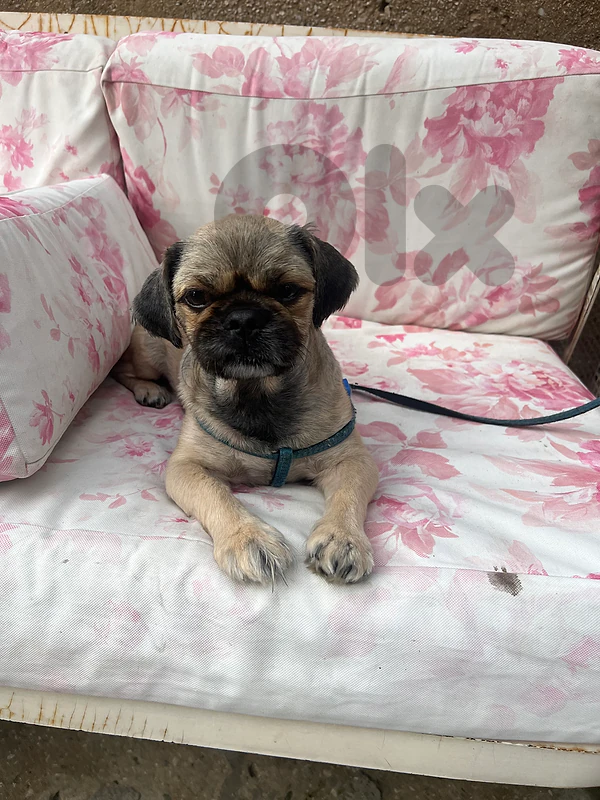 A Pug Mix Pekingese Dog For Sale.