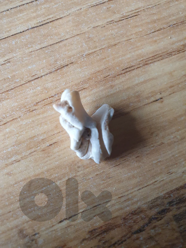 special rock