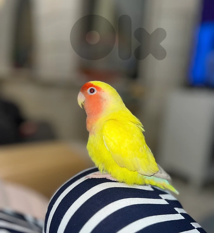Rosy-faced love bird with cage and swing