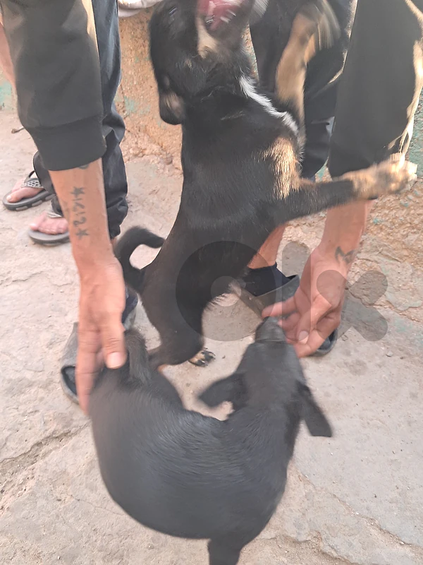 بيروت الجناح